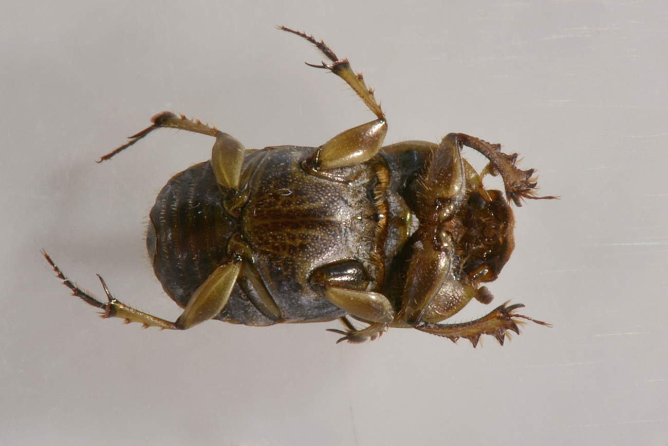 Scarabaeidae, Euoniticellus fulvus